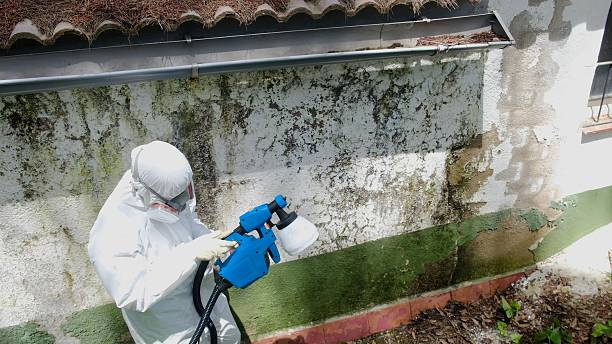 Trusted Attic Mold Removal service in Fremont, NC - Cheap Mold Removal
